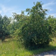 Działka 3100 m² z WZ | Janowo | Droga gminna